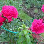 Подставки под кусты и деревья