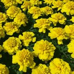Красивый САД декоративных Приморских цветов и кустарников. 🌸