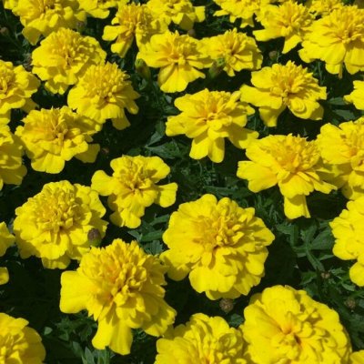 Распродажа цветов🌸от Виктории.По просьбам. Платим сразу.