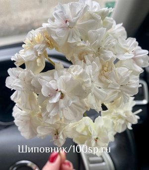 Пеларгония зональная ТА-Эдер