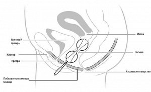 Тренажеры для вагинальных мышц