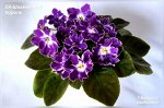 Фиалка ЕК-Шахматный Король