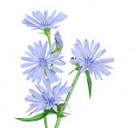 Инулин 90% (экстракт корня цикория) 0.25кг