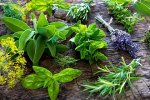 Семена зелени и пряных культур