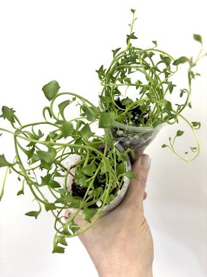 Крестовнк. Senecio peregrinus Hanger.