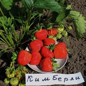 Клубника Вима Кимберли | Клубника и земляника! Сезон 2024!. Плодовые ...
