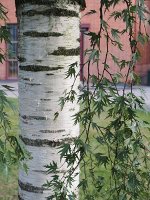 Уникальная коллекция декоративных деревьев