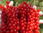 Смородина Первый смородиновый изюм