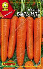 Морковь Барыня (2023; 11.81.07) (дражированные семена