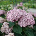 Гортензия древовидная Кандибель Маршмеллоу