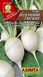 Редис Осенний гигант (2024; 19.06.08)