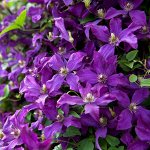 Клематис Полиш Спирит