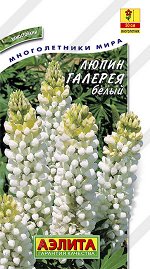 Люпин Галерея белый (2024; 135.12.07)