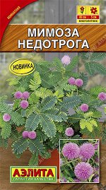 Мимоза Недотрога (2023; 168.01.14)