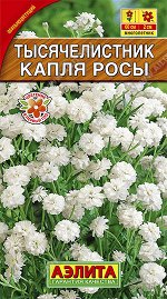 Тысячелистник махровый Капля росы (2023; 191.04.14)