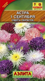Астра 1 сентября, смесь окрасок (2023; 50.136.23)