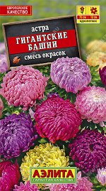 Астра Гигантские башни, смесь окрасок (2023; 50.249.13)