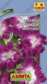 Ипомея Серенада махровая (2024; 111.07.18)