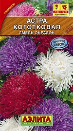Астра Коготковая, смесь окрасок