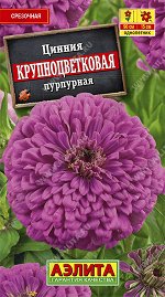 Цинния Крупноцветковая пурпурная (2023; 211.90.12)