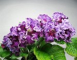 Стрептокарпус Dem-Цыганский  Барон