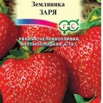 Земляника, клубника