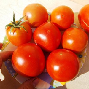 Помидоры Рассвет (Брикодей) — Break O’ Day Tomato