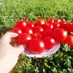 Экзотическая Комната