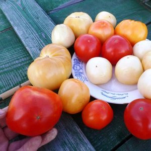 Помидоры Честное Слово Ливингстона — Livingston’s Honor Bright Tomato