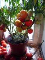 Помидоры Балкон Стар — Balcon Star Tomato — Горшечные