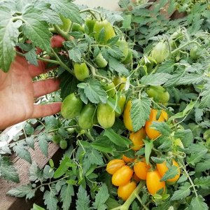 Помидом Помидоры — Ампельная Золотая Груша