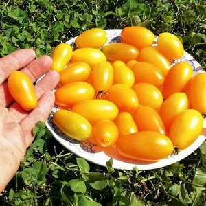 Помидом Помидоры — Ампельная Золотая Груша