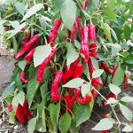 Знаменитый Перец- Pepperoncini (Pepperoncini) Greek