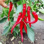 Перец Кайенский Длинный Джо — Joe’s Long Cayenne