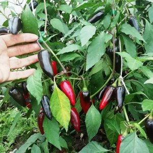 Помидом Перец Халапеньё Чёрный — Jalapeno Black