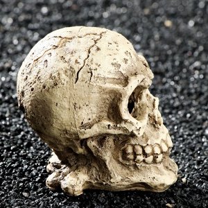 ВЫВОДИМ Декор для аквариума "Череп", 10 х 8 х 9 см   7102551