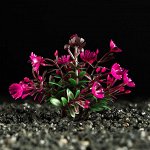 ВЫВОДИМ Растение искусственное аквариумное, 5 см, красно-зелёное   6886520