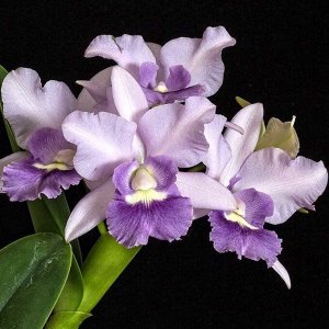 Орхидея каттлея LC. Final Blue