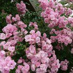 Роза плетистая розовая  большая с цветом