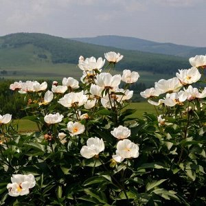 Пион уклоняющийся Марьин корень, взрослый куст, кашпо 3 л
