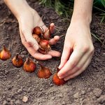 Луковицы лилий и гладиолусов на весну. Пионы, каллы