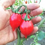 Черри Пьенноло Дель Везувио.