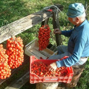 Помидом Черри Пьенноло Дель Везувио.