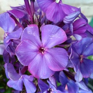 Флокс Amethyst