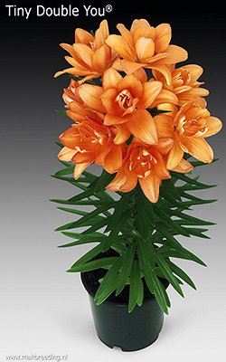 Лилия Ярко - оранжевый гибрид лилии из серии Тайни. Ароматный цветок - редкое качество для азиатских гибридов лилий. Время цветения конец июля. Форма соцветия: цветы чашевидные с широкими лепестками, 