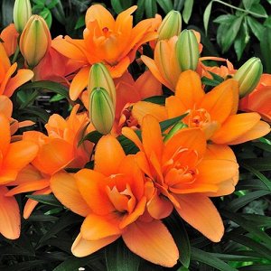 Лилия Ярко - оранжевый гибрид лилии из серии Тайни. Ароматный цветок - редкое качество для азиатских гибридов лилий. Время цветения конец июля. Форма соцветия: цветы чашевидные с широкими лепестками, 