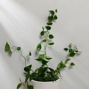 Крепления для вьющихся растений, самоклеящиеся, d=9 мм, цвет МИКС, Greengo
