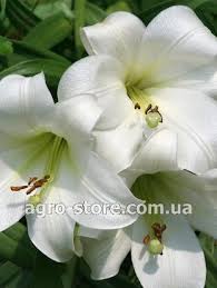 Лилия WHITE Сорт лилий Триумфатор имеет цветки-колокольчики, направленные по сторонам. Кончики лепестков растения изящно загнуты назад. Тычиночные нити этого сорта ― зеленоватые. Пыльники ― темно-кори
