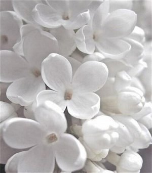 Женская Dilis Classic Collection Духи №47 (Montale -Soleil de Capri) 30мл
