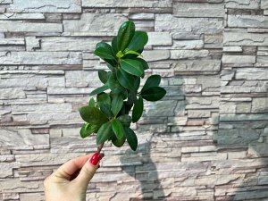 Фикус микрокарпа ЧЕРЕНОК